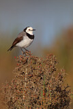 Image. White-fronted Chat