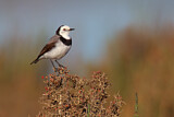 Image. White-fronted Chat