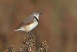Image. White-fronted Chat