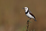 Image. White-fronted Chat
