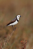 Image. White-fronted Chat
