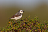 Image. White-fronted Chat