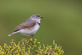 Image. White-fronted Chat