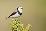 Image. White-fronted Chat