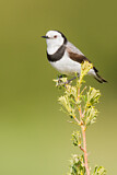 Image. White-fronted Chat