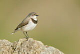 Image. White-fronted Chat