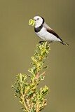 Image. White-fronted Chat