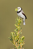 Image. White-fronted Chat