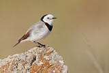 Image. White-fronted Chat