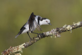 Image. White-fronted Chat