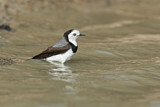 Image. White-fronted Chat