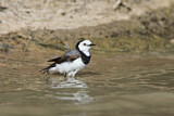 Image. White-fronted Chat