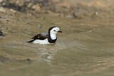 Image. White-fronted Chat