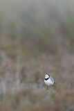 Image. White-fronted Chat