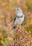 Image. White-fronted Chat