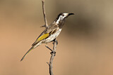 Image. White-fronted Honeyeater
