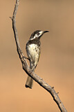 Image. White-fronted Honeyeater