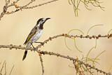 Image. White-fronted Honeyeater
