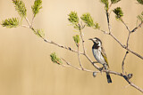 Image. White-fronted Honeyeater