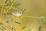 Image. White-fronted Honeyeater