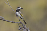 Image. White-fronted Honeyeater