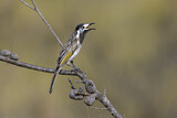 Image. White-fronted Honeyeater