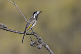 Image. White-fronted Honeyeater