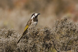 Image. White-fronted Honeyeater