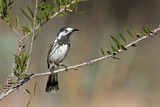 Image. White-fronted Honeyeater