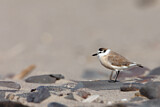 Image. White-fronted Plover