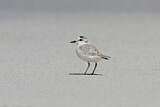 Image. White-fronted Plover