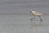 Image. White-fronted Plover