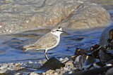 Image. White-fronted Plover