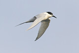 Image. White-fronted Tern