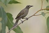 Image. White-gaped Honeyeater