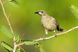 Image. White-gaped Honeyeater