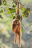 Image. White-handed Gibbon