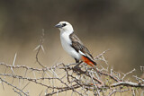 Image. White-headed Buffalo Weaver