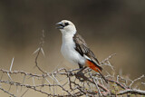 Image. White-headed Buffalo Weaver