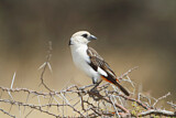 Image. White-headed Buffalo Weaver