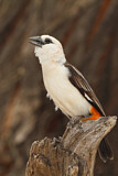 Image. White-headed Buffalo Weaver