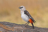 Image. White-headed Buffalo Weaver