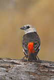 Image. White-headed Buffalo Weaver