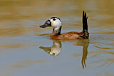 Image. White-headed Duck