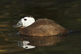 Image. White-headed Duck