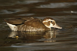 Image. White-headed Duck