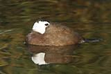 Image. White-headed Duck