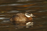 Image. White-headed Duck