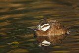 Image. White-headed Duck