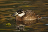 Image. White-headed Duck